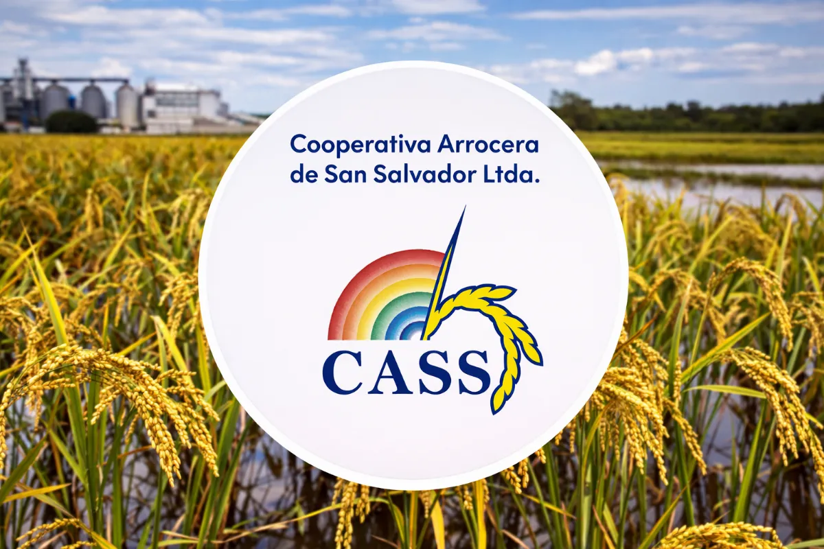 Crisis arrocera: la Cooperativa de San Salvador advierte por costos, precios y rentabilidad
