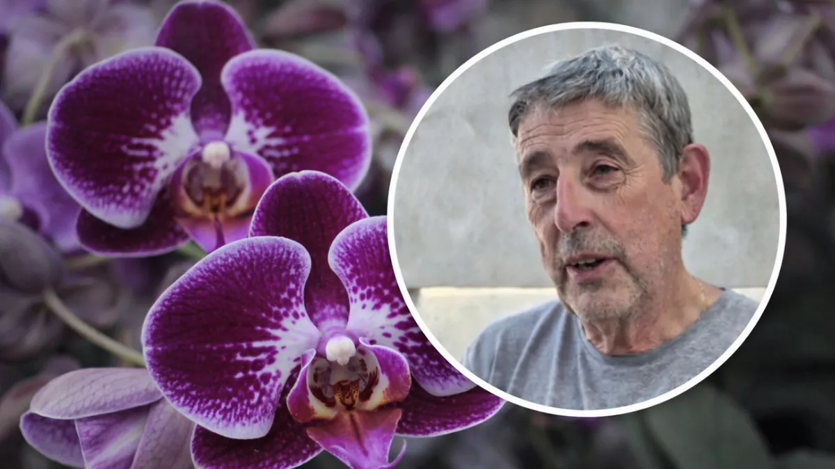 Tata Cis, viverista como hobby, quiere ser uno de los productores más importantes de orquídeas