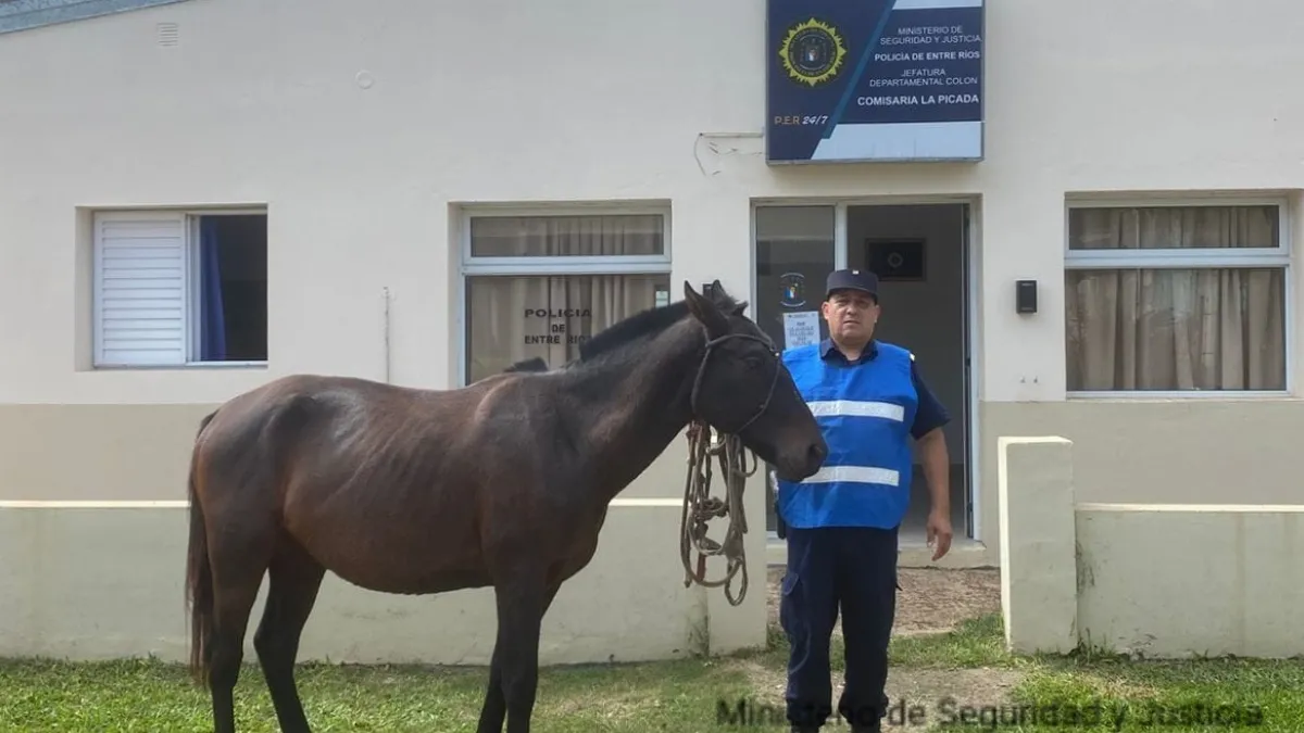Recuperan un caballo robado que estaba oculto en una zona de monte