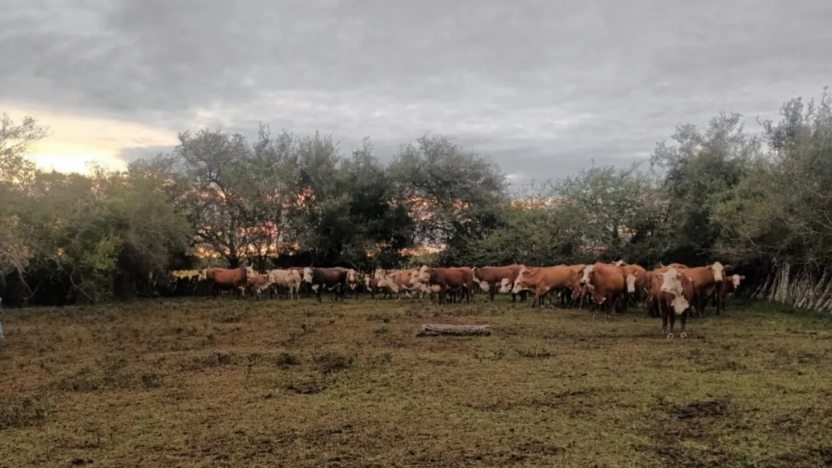 Recuperan 40 vacunos robados en un operativo rural en Lucas Norte