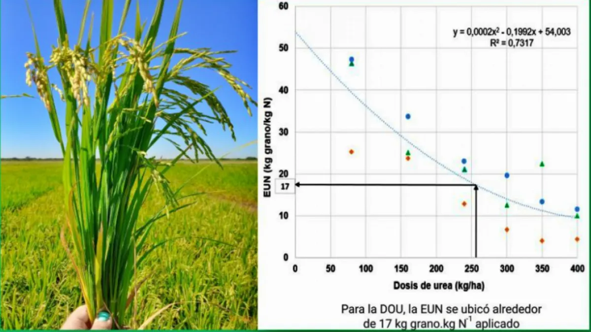 Un estudio del INTA revela claves para mejorar la productividad del arroz en la región