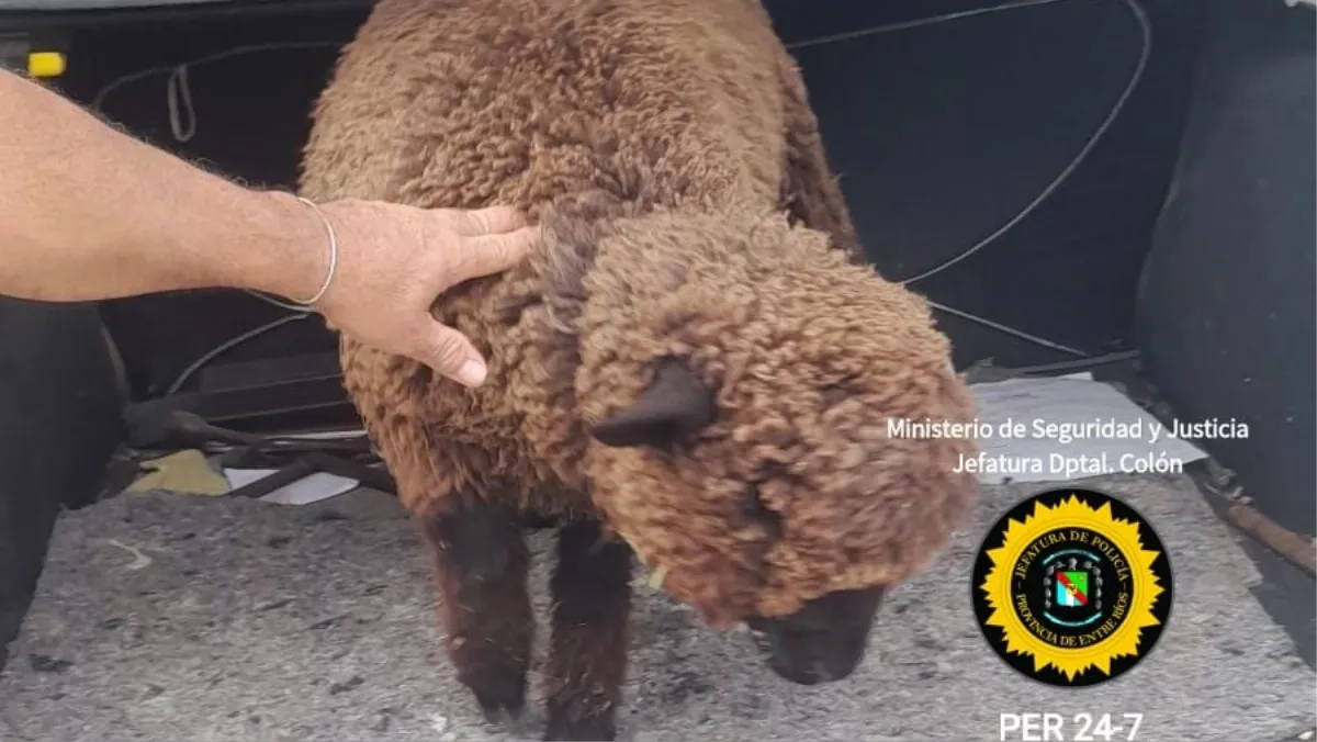 San José: recuperan un animal ovino robado y lo restituyen a su dueño