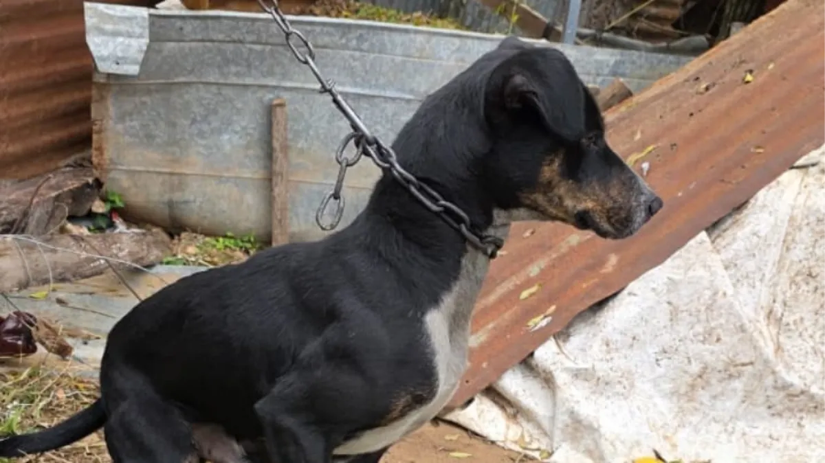 Rescataron a 8 perros en un allanamiento por maltrato animal en Concordia