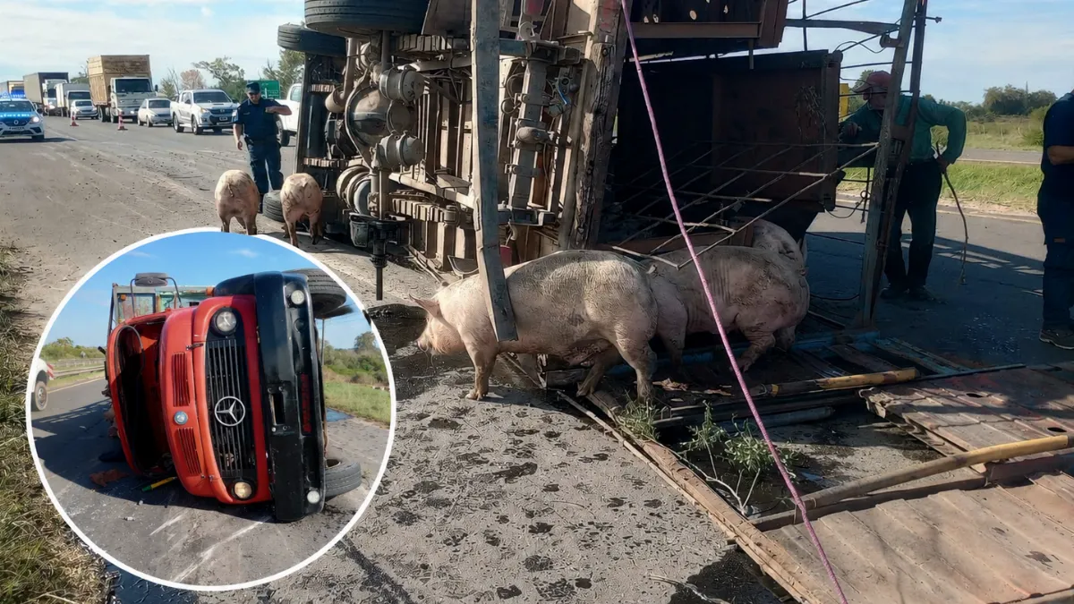 Camión que trasladaba 50 porcinos volcó en la ruta 14