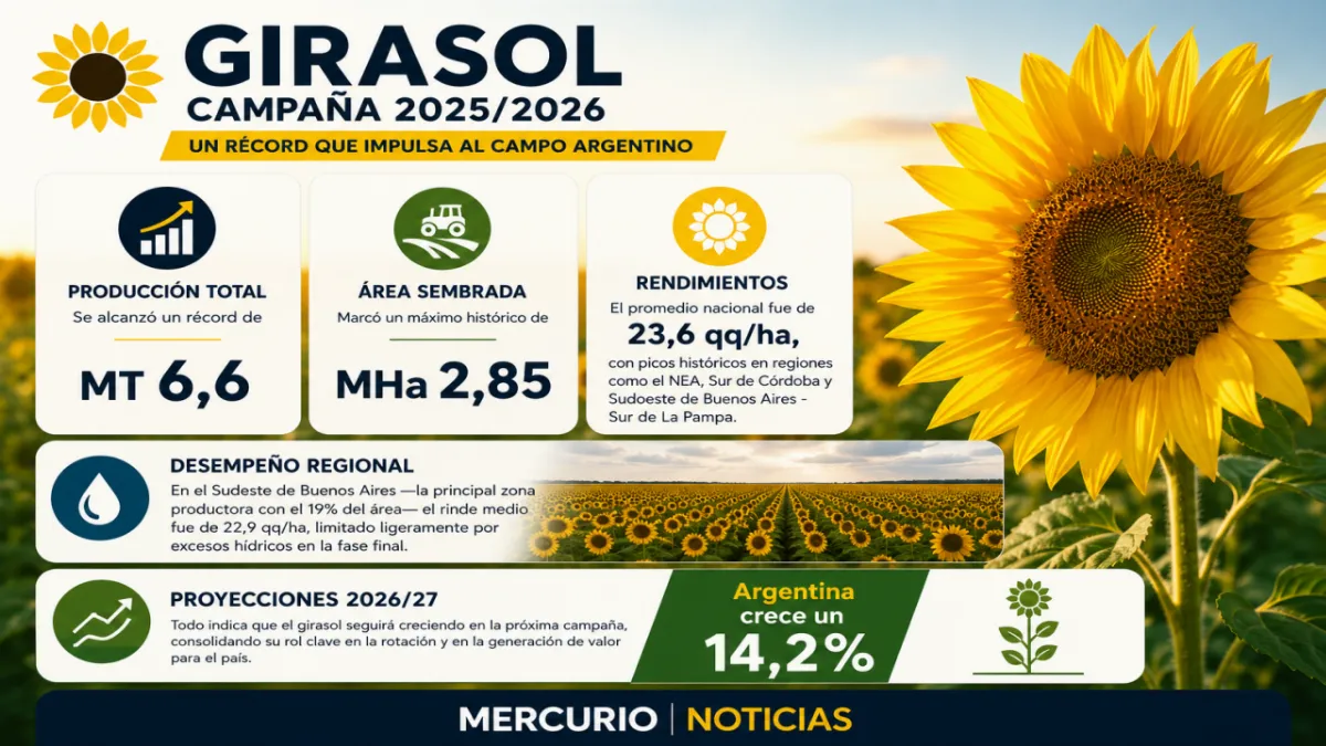 El girasol argentino cerró una campaña récord y proyecta otro fuerte crecimiento