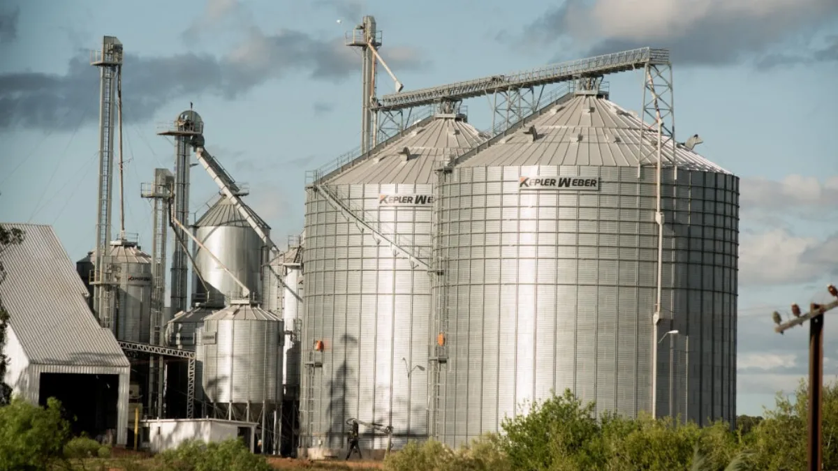 Fuerte avance del arroz uruguayo en Europa: captó casi dos tercios de la cuota del Mercosur
