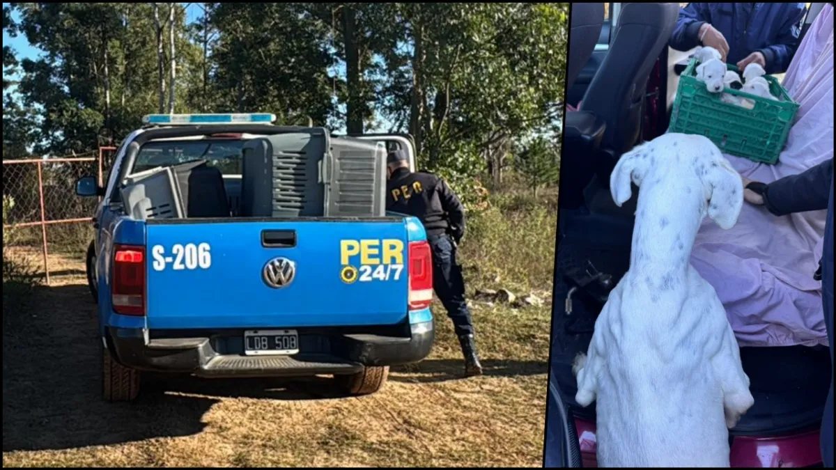 Investigan un caso de maltrato animal tras el rescate de 20 perros