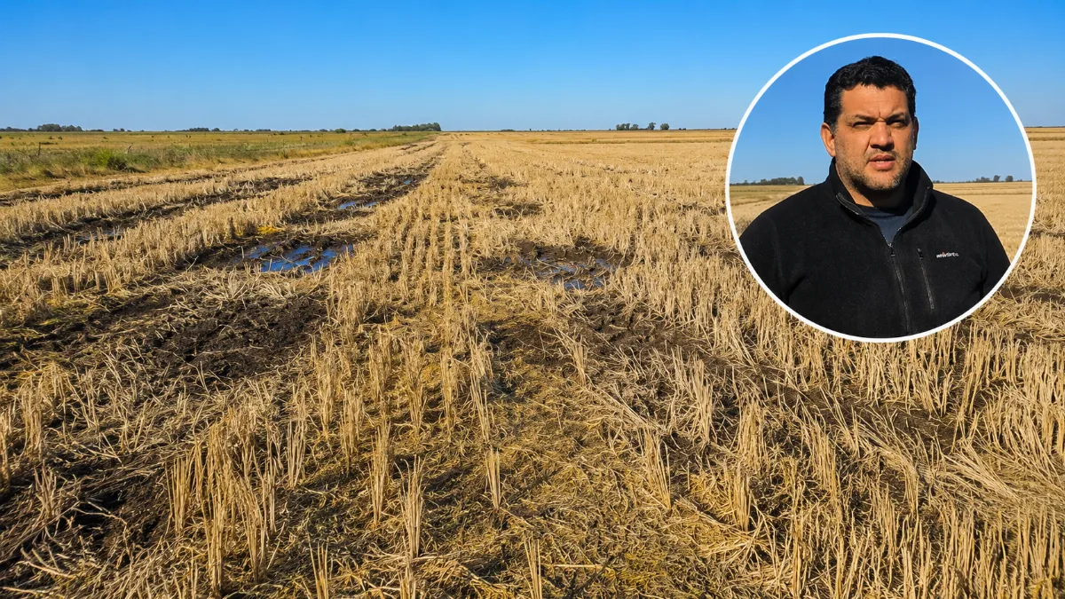 Crisis arrocera: "Llegamos a ser más de 700 productores en la zona, hoy no llegamos a 140"