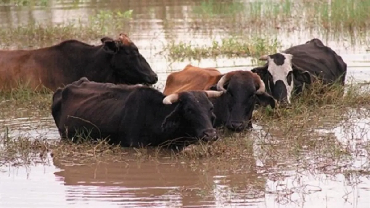 Productores isleños buscan campos para trasladar la hacienda ante la amenaza de un fuerte fenómeno El Niño