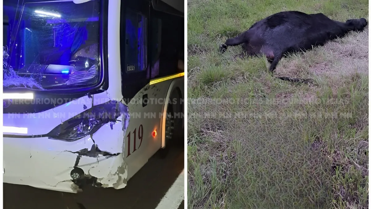 Un micro chocó contra un animal vacuno en la autovía 14