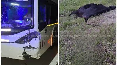 Un micro chocó contra un animal vacuno en la autovía 14