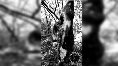 Lo encontraron con un ternero faenado tras una persecución a pie