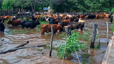 Ya se evacuaron 147.500 animales en cinco provincias, incluida Entre Ríos