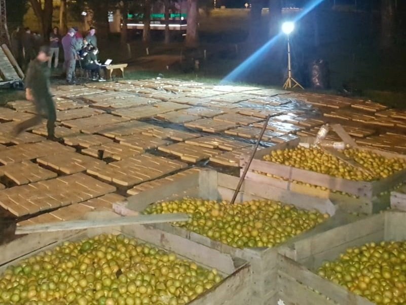 Camionero intentó huir con más de 1.800 kilos de marihuana ocultos en una carga de mandarinas