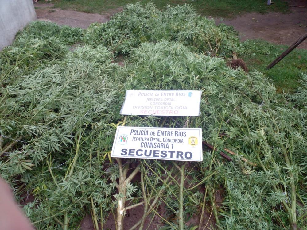 Secuestraron 34 plantas de marihuana en allanamientos en la zona Sur