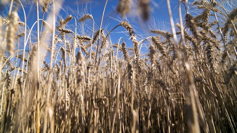 Advierten que la siembra de trigo bajará un 50%