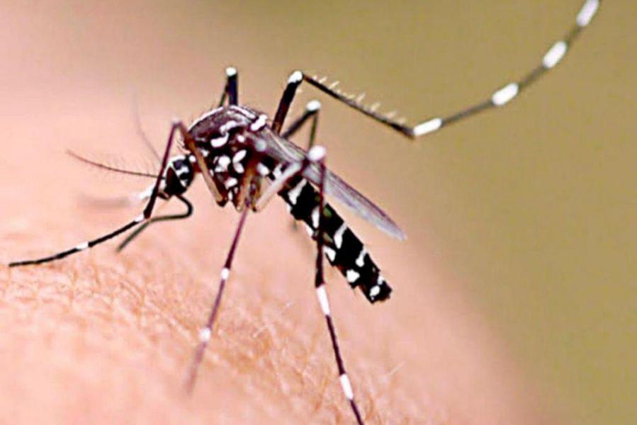 Confirman la tendencia a la baja de los casos de dengue en el país